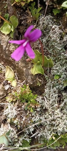 Pinguicula moranensis