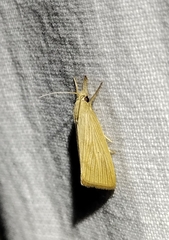 Diatraea crambidoides