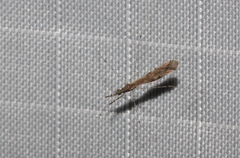 Empicoris rubromaculatus