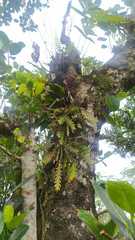 Dendrobium sagittatum