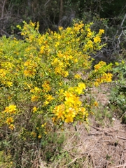Hypericum galioides