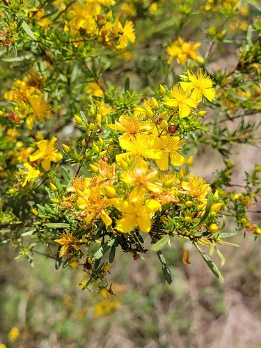 Hypericum galioides, photograph 1