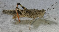 Trimerotropis maritima