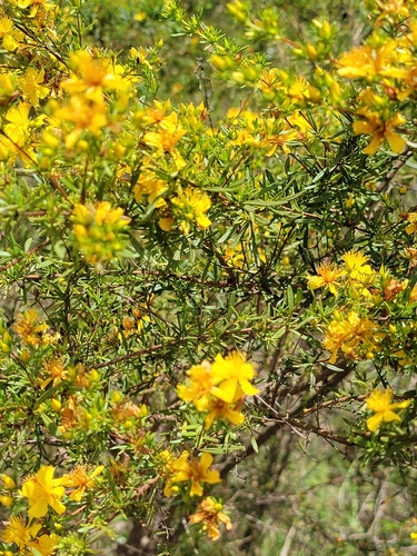 Hypericum galioides, photograph 2