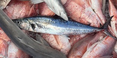 Scomberomorus cavalla