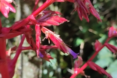 Tillandsia tovarensis