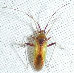 Creontiades rubrinervis