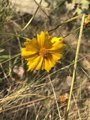 Coreopsis tinctoria atkinsoniana