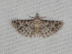 Alucita desmodactyla