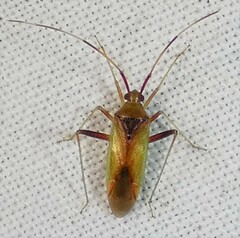 Creontiades rubrinervis