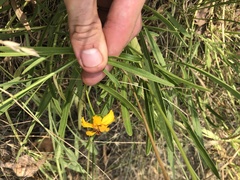 Coreopsis tinctoria atkinsoniana