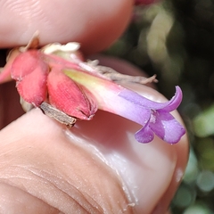 Tillandsia tovarensis