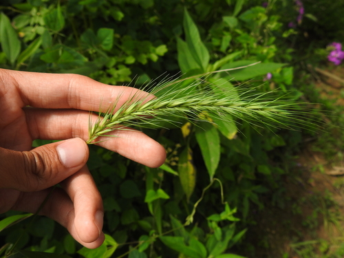 Image of Elymus riparius by no rights reserved