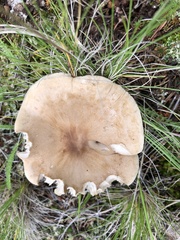 Aspropaxillus
