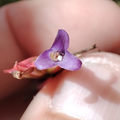 Tillandsia tovarensis