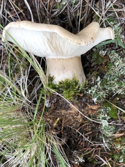 Aspropaxillus