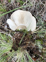 Aspropaxillus