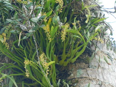 Liparis condylobulbon