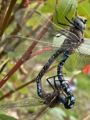 Aeshna interrupta lineata