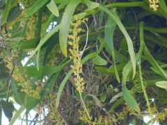 Liparis condylobulbon