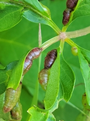 Dasineura parthenocissi