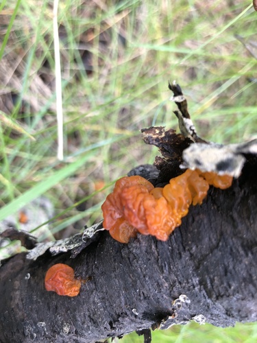 Raukšlinis žiūrytis nuotrauka