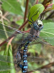 Aeshna interrupta lineata