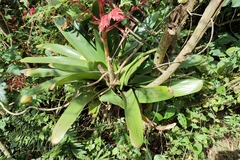 Tillandsia tovarensis