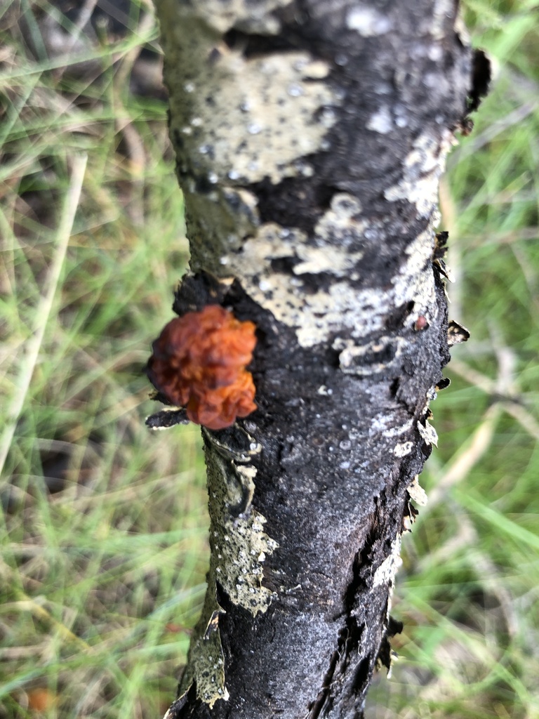 witch's butter