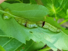 Dasineura parthenocissi