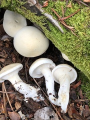 Leucopaxillus paradoxus
