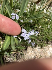 Phlox pulvinata