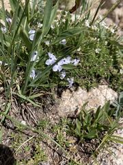 Phlox pulvinata