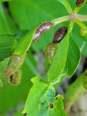 Dasineura parthenocissi