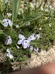 Phlox pulvinata
