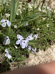 Phlox pulvinata