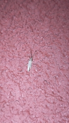 Stenodema trispinosum