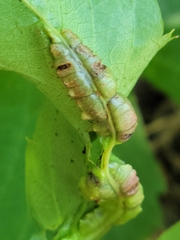 Dasineura parthenocissi