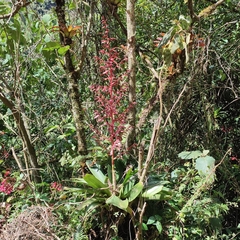 Tillandsia tovarensis