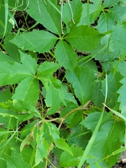 Dasineura parthenocissi