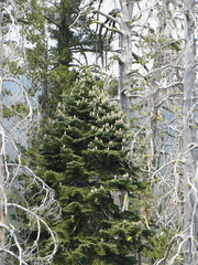 Abies magnifica