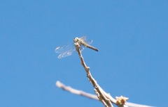 Pachydiplax longipennis