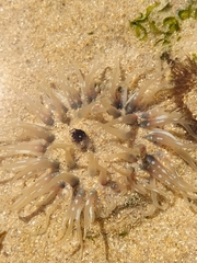 Anthopleura biscayensis