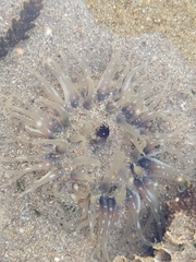 Anthopleura biscayensis