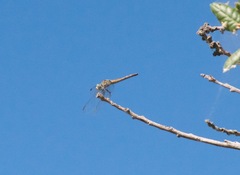 Pachydiplax longipennis