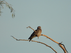 Patagioenas picazuro