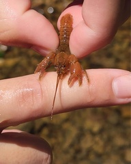 Cambarus polypilosus