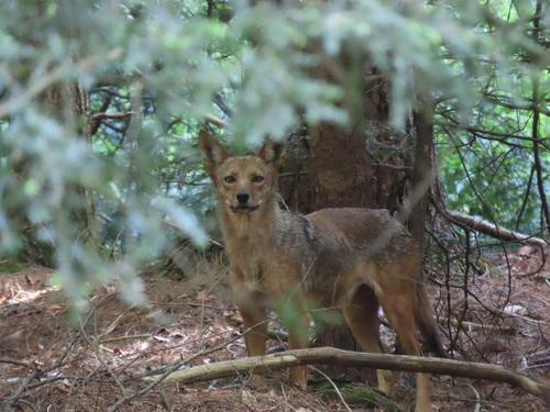 Coyote photographed in Maryland