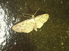 Eupithecia icterata