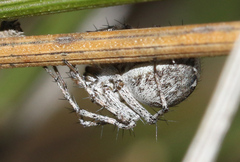 Oxyopes amoenus